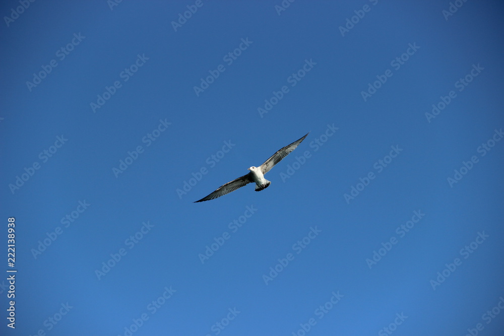 Bird, seagull flying in the sky, sky background Bird, seagull flying in the sky, sky background