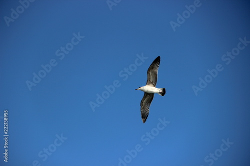 Bird, seagull flying in the sky, sky background