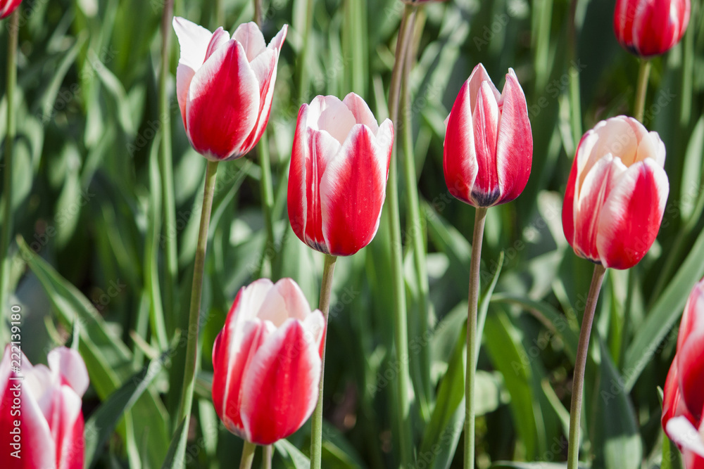 Flowers, tulips, spring, Crimea. Red tulips with white inside Flowers, tulips, spring, Crimea. Red tulips with white inside