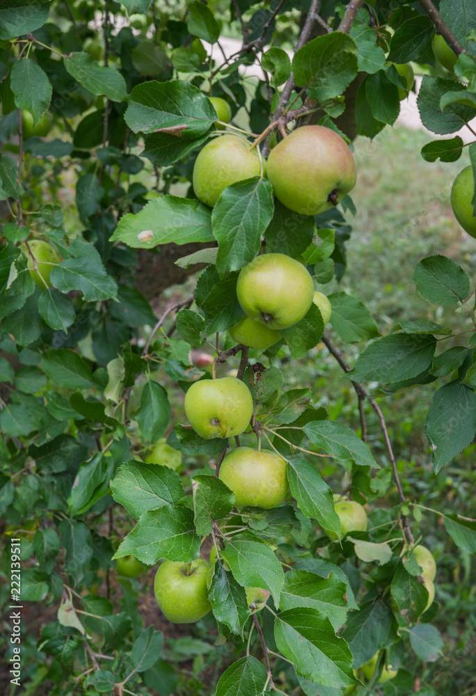 fresh young apples on a tree in the garden