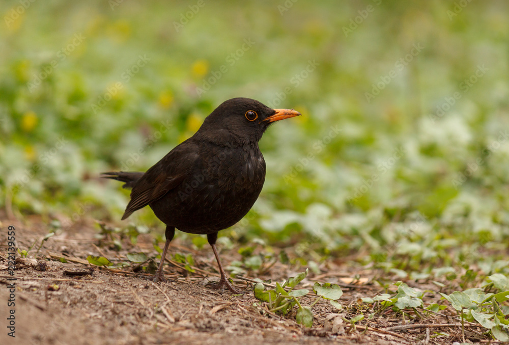 true thrush sitting on ground in forest true thrush sitting on ground in forest