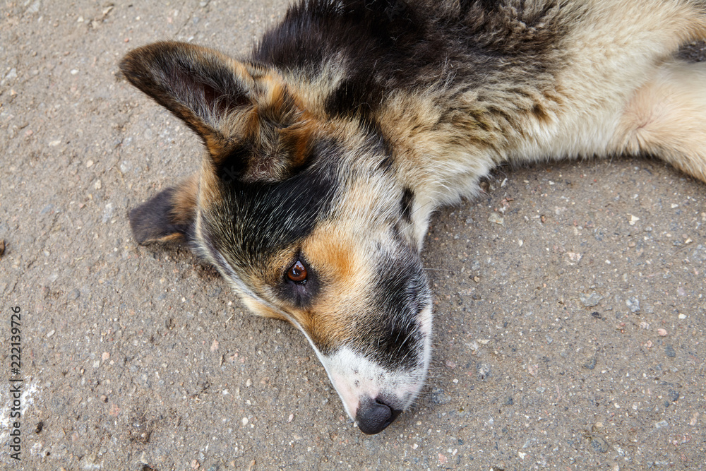 Dog mongrel resting on the asphalt, close-up.