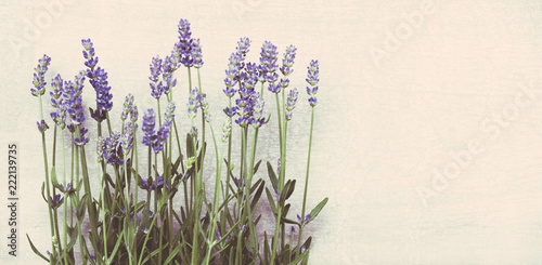 Fototapeta Naklejka Na Ścianę i Meble -  Lavendel vor weiß, Hintergrund beschreibbar, Panorama