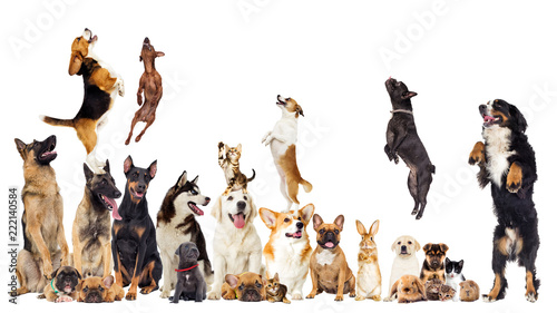 set, group of pets