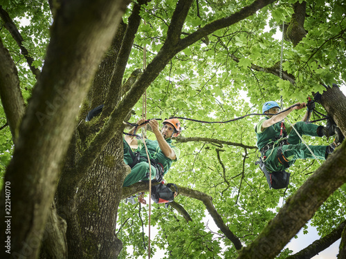 Tree cutters hanging on ropes in tree