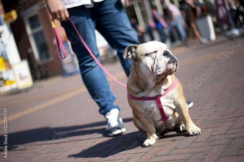 cute bulldog puppy 10 months old , English bulldog 10 months old