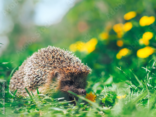 Hedgehog traveling at the green grass