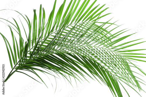 Beautiful tropical palm leaves on white background