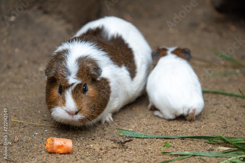 Guinea pig eats carrot (Cavia aperea f. porcellus) photo