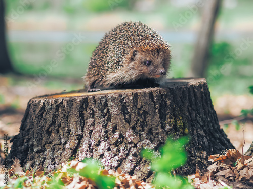 Hedgehog traveling at the forest