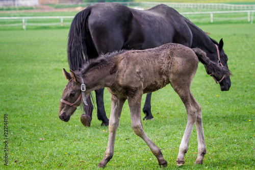Foto Black kladrubian horse, mare with foal