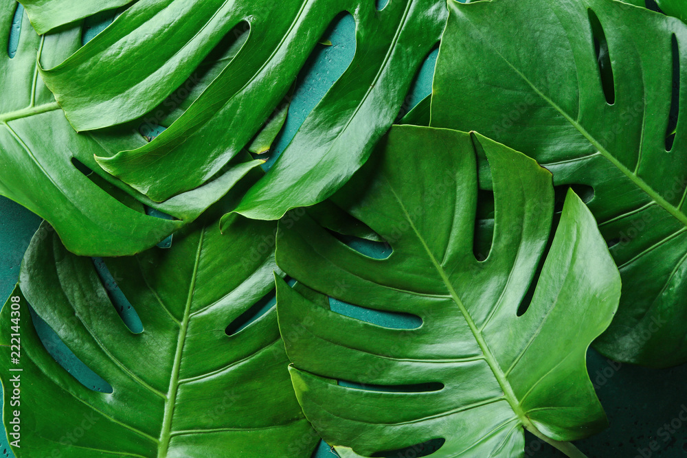 Monstera leaves as background Monstera leaves as background