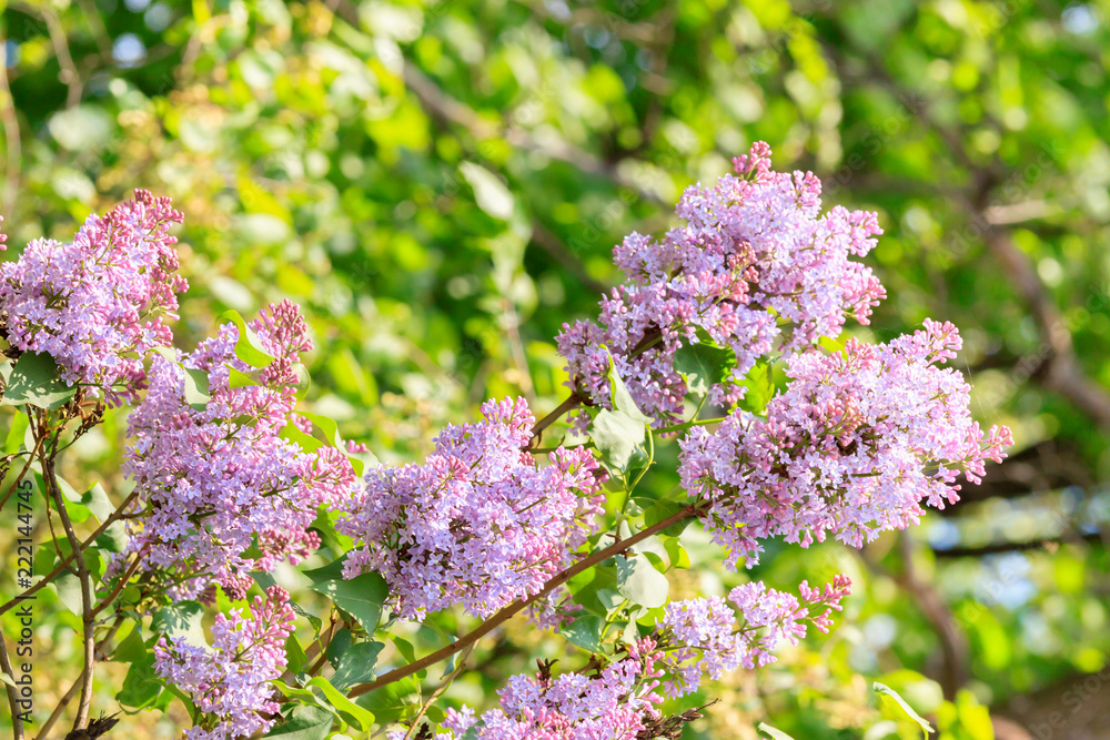 branch with spring lilac flowers