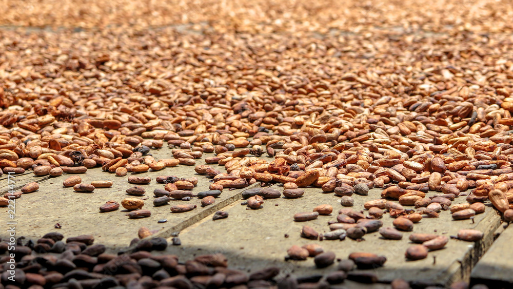 organic cocoa beans drying in the sun on a cocoa farm. Chocolate production process, Itacaré, Bahia, Brazil
