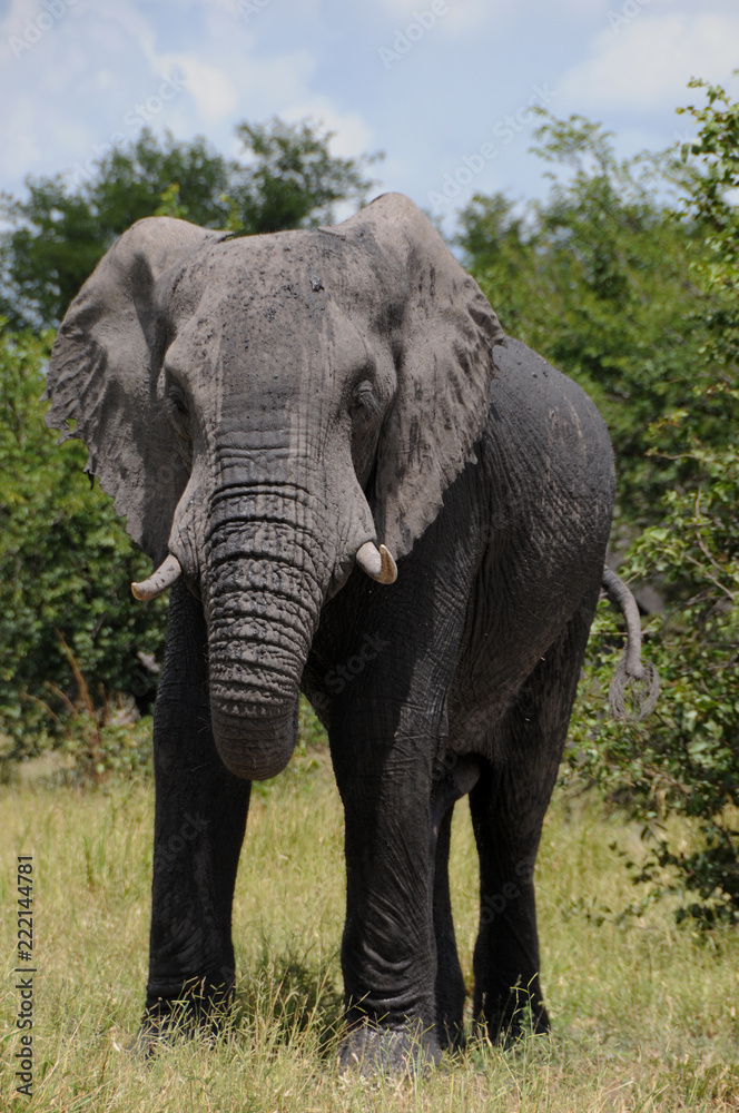 African elephants in Botswana