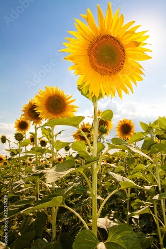 Sunflower in a field of sunflowers with the sky in the