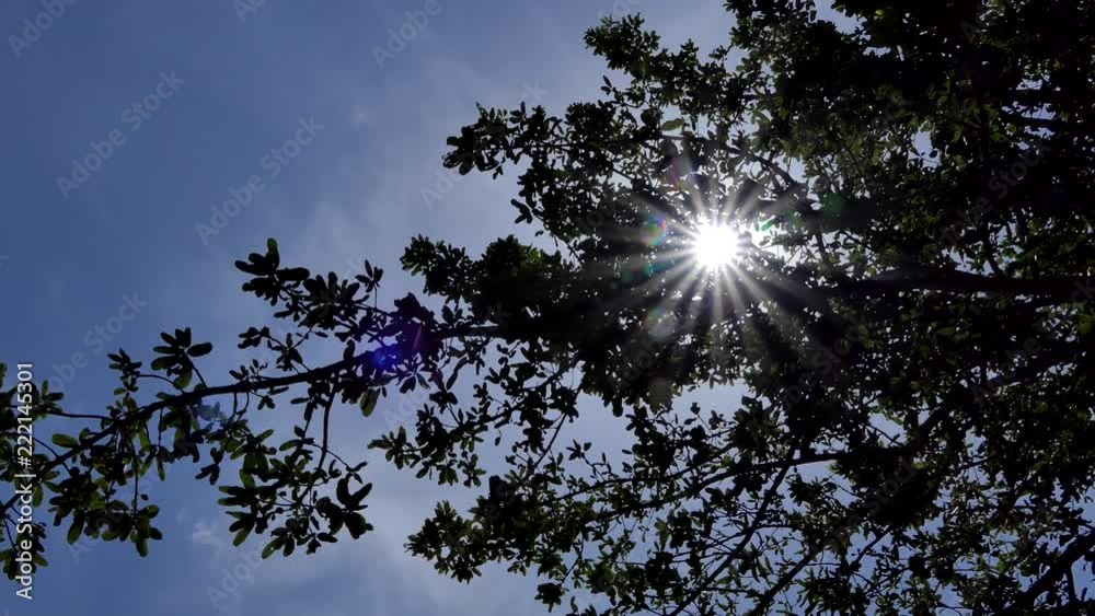 Radiant sunlight breaking through trees in tropical rain forest. Radiant sunlight breaking through trees in tropical rain forest.
