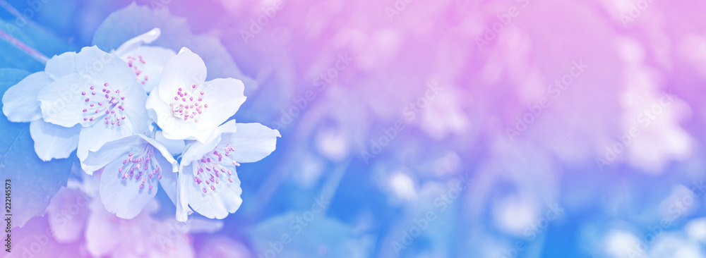 White jasmine The branch delicate spring flowers White jasmine The branch delicate spring flowers