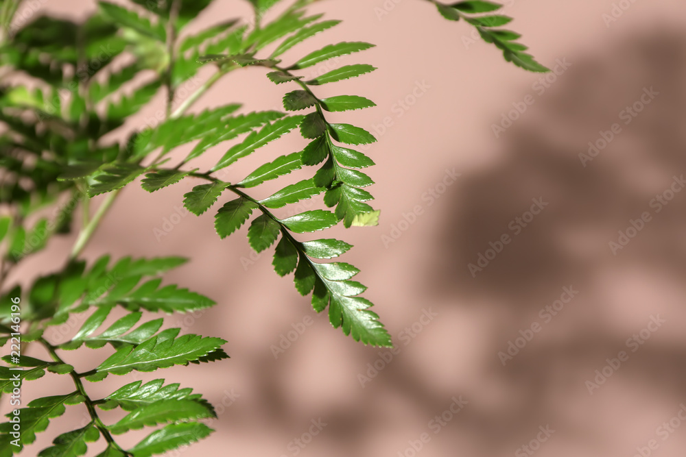 Fresh tropical leaves on color background, closeup Fresh tropical leaves on color background, closeup