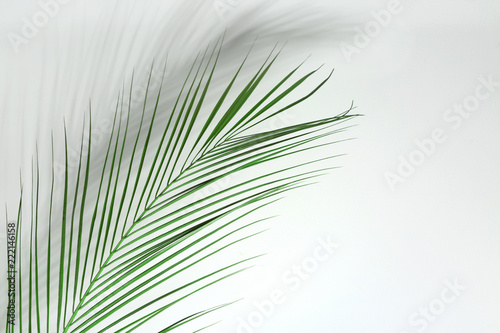 Fresh tropical palm leaf on white background