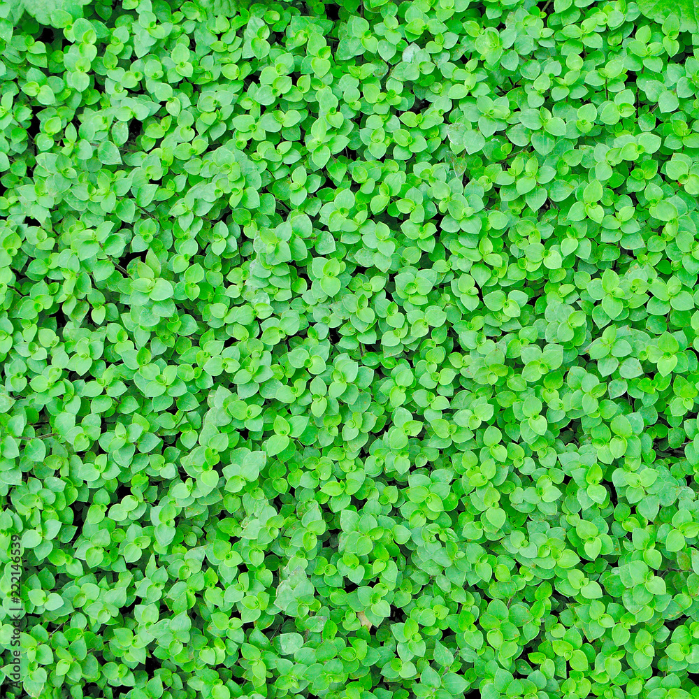 Fototapeta premium Callisia repens leaves, Green leaves texture background