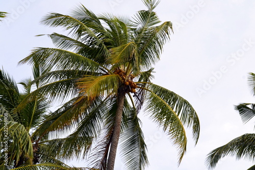 Maldive