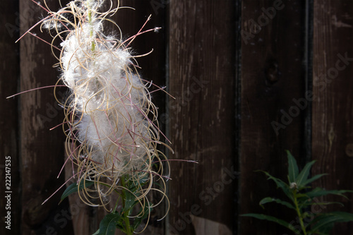 Single mature willow-herb fluffy infloresence with pods and leaves against dark wooden brown fence photo