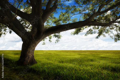 Big tree and Green meadow with beautiful blue sky background