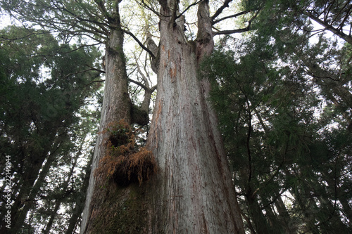 A green path in Alishan National Scenic Area, Chiayi Province, Taiwan photo