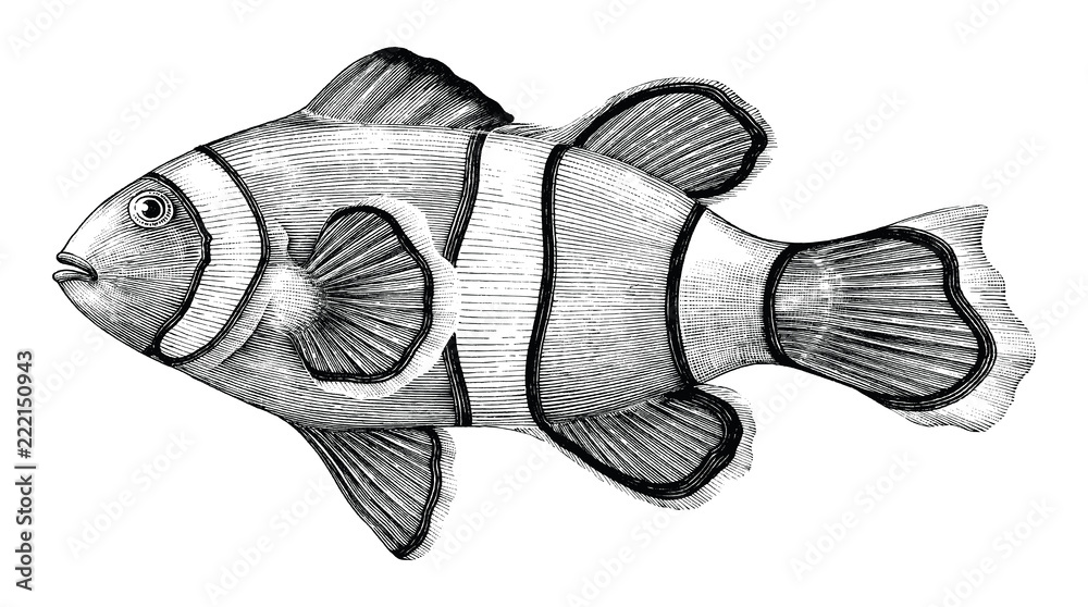 Coral Drawing Finding Nemo  Finding Nemo Seagull Sketch Transparent PNG   1047x759  Free Download on NicePNG