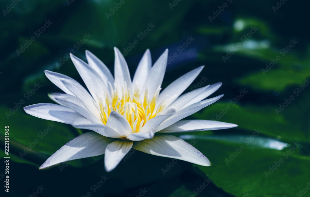 White lotus flower with green leaves in pond