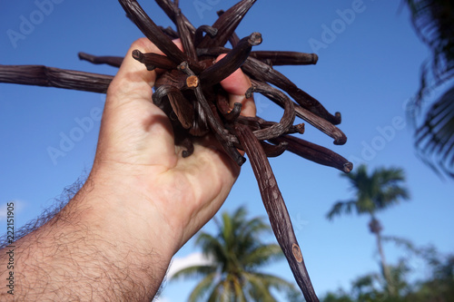 vanille plantation in tahaa island french polynesia photo