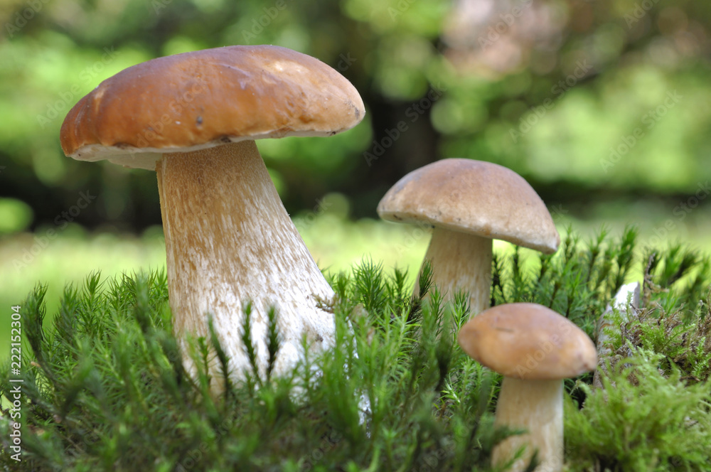 big cep on the moss with other more little big cep on the moss with other more little
