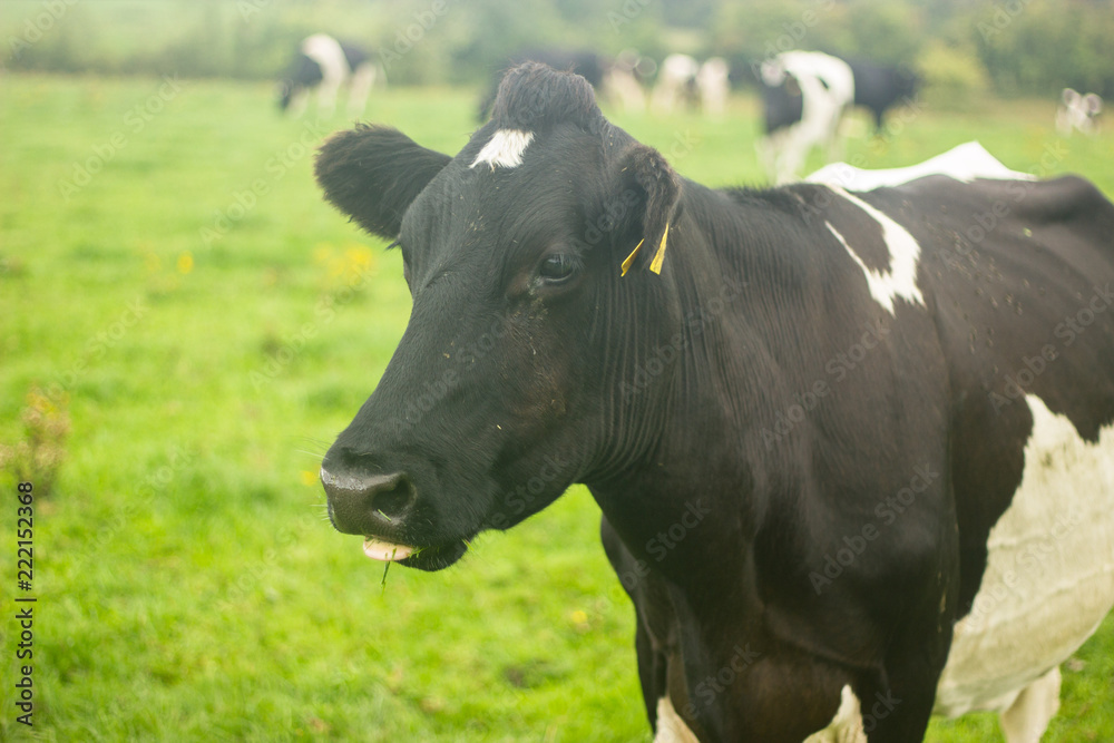 black cow with white spots on a green meadow