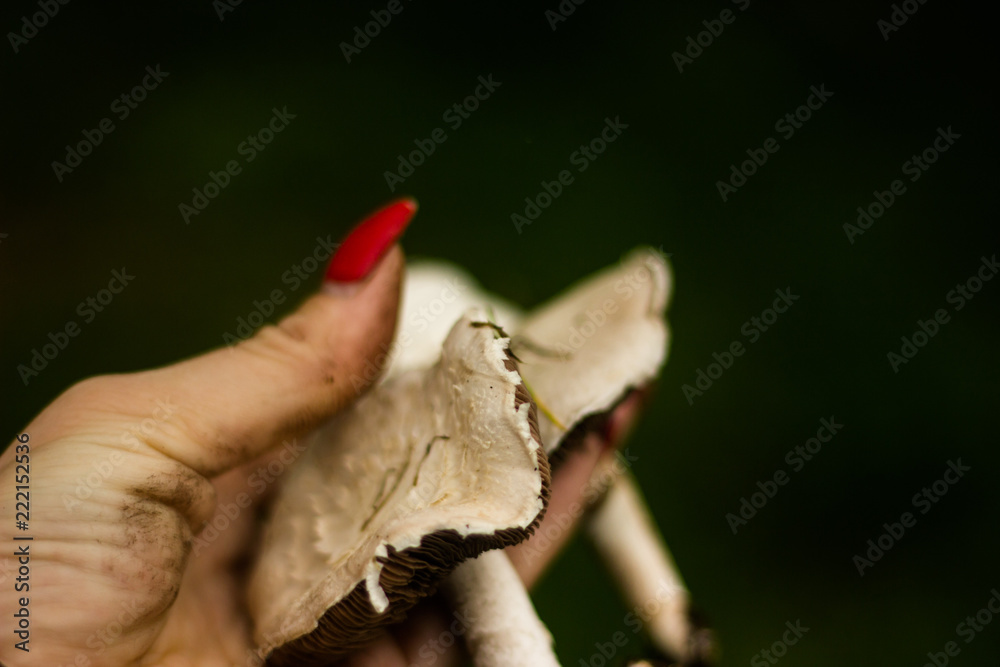 mushroom on female palm mushroom on female palm