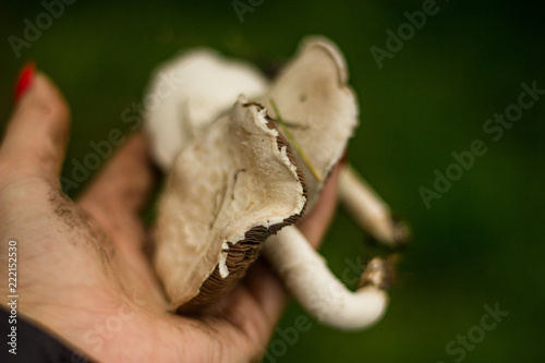 mushroom on female palm