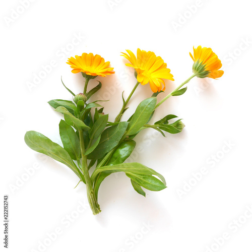 Calendula flowers isolated on white background.