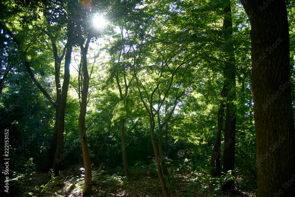 Obraz premium 光さす森の昼下がり