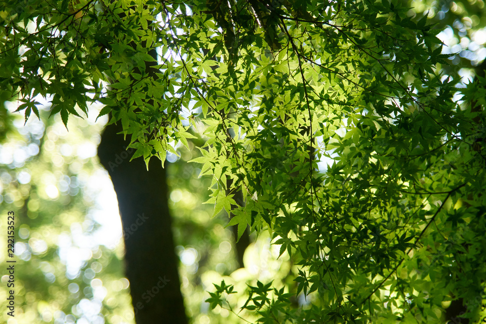 Fototapeta premium 青カエデの光と影６