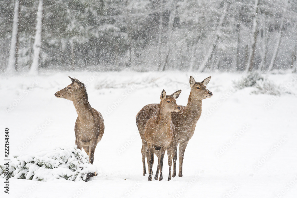 Fototapeta premium Rehe vor verschneitem, winterlichen Wald