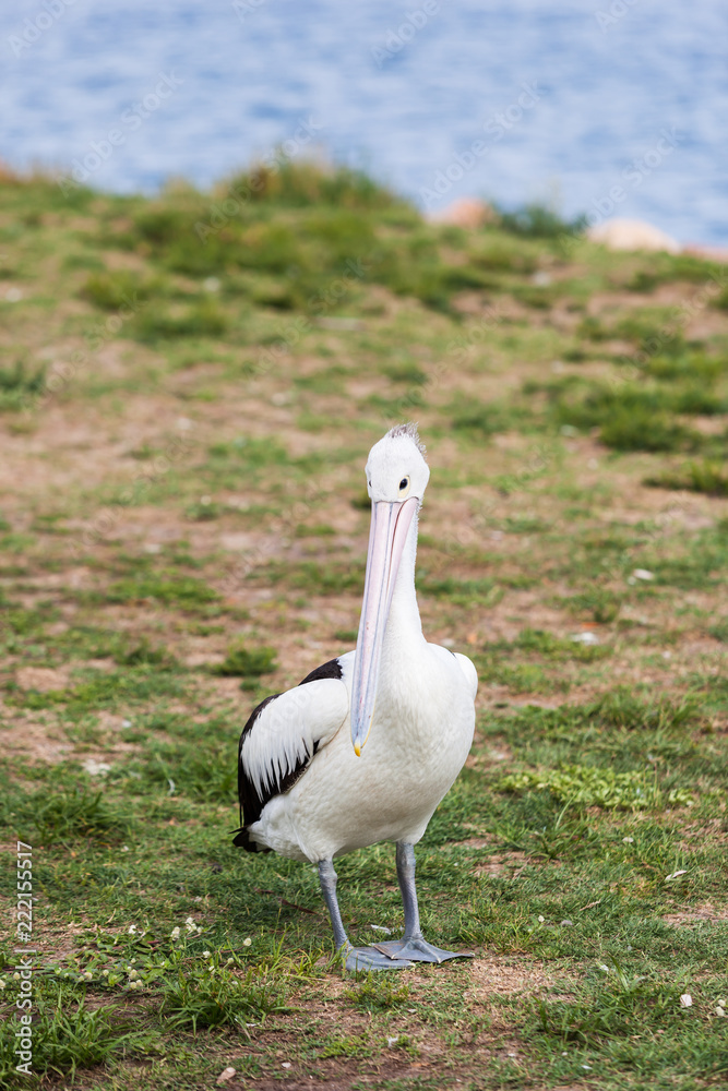 Fototapeta premium Stork on grass