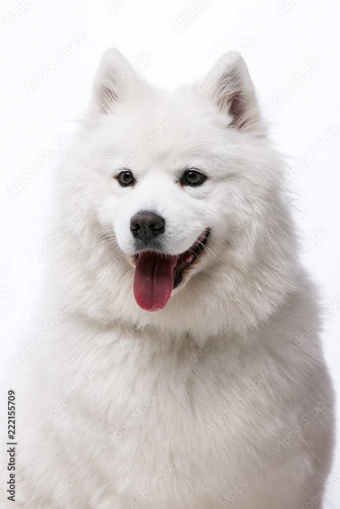 siberian husky dog isolated on white background