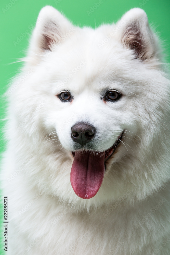 portrait of a siberian husky dog