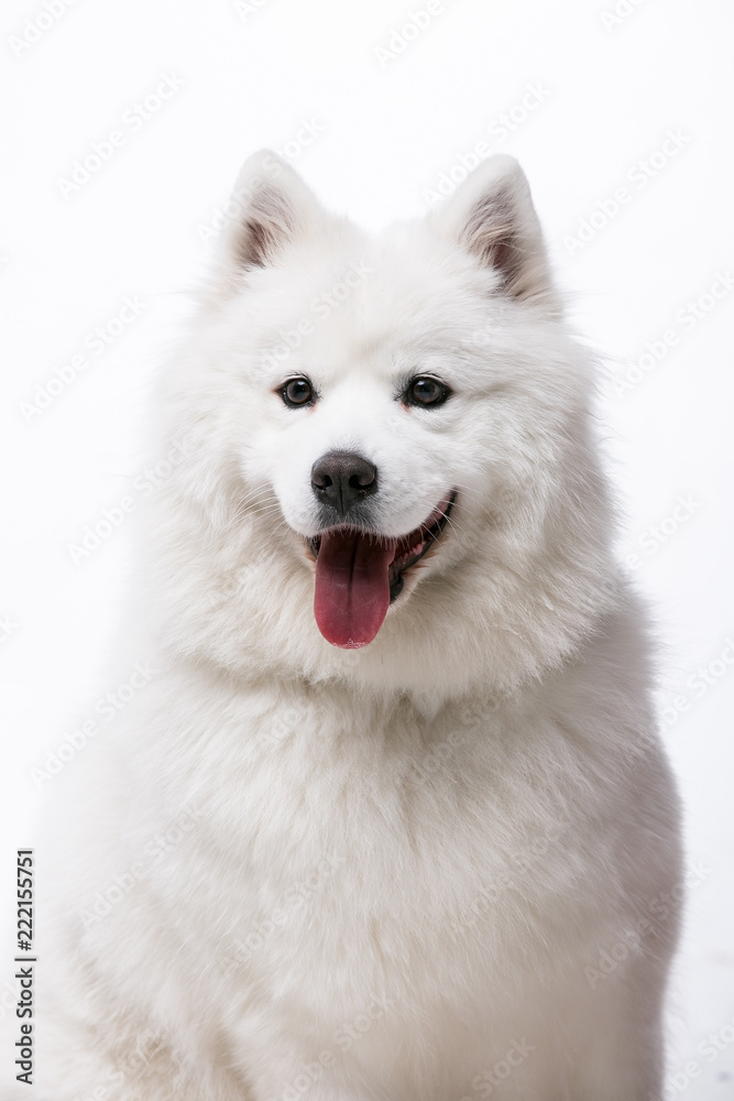 siberian husky dog isolated on white background