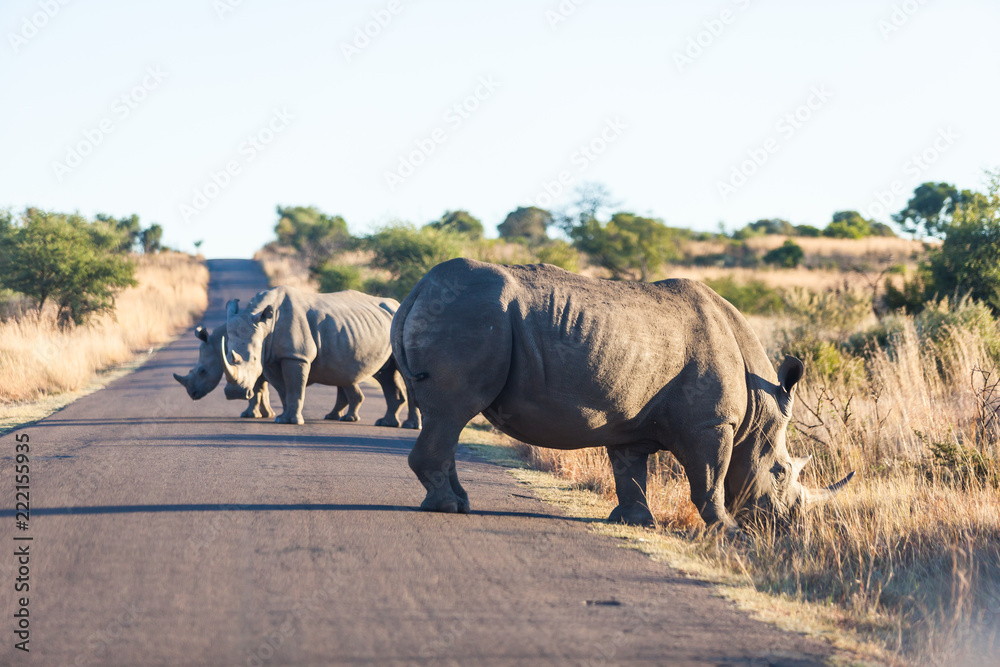 Fototapeta premium A family of rhinos walk along the road, Pilansberg, south Africa.