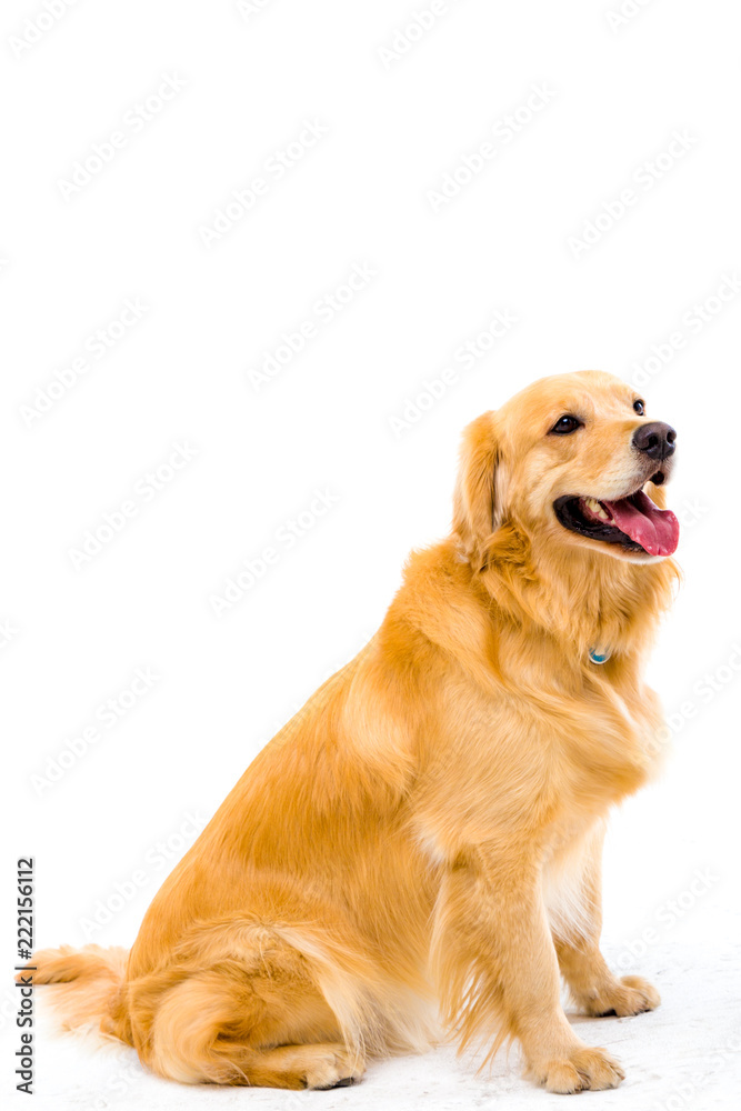 golden retriever on white background