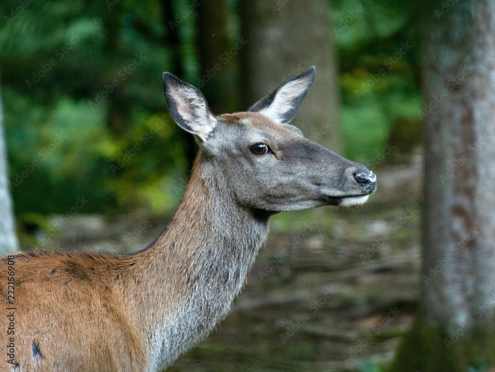 Hirschkuh Hirschkuh