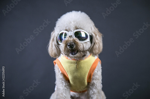 Teddy dog wearing sunglasses takes a portrait portrait in the studio © jeson