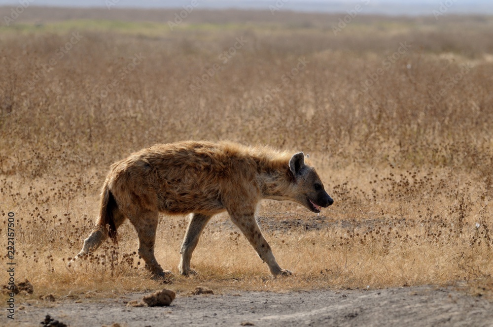 Lone hyena crossing the Ngorongoro Crater plains in Tanzania Lone hyena crossing the Ngorongoro Crater plains in Tanzania