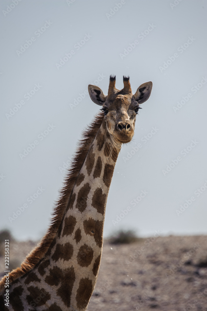 Giraffe in desert landscape Namibia